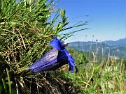 58 Gentiana clusii (Genziana di Clusius)